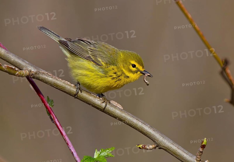 Prairie Warbler (Setophaga discolor) female with caterpillar in its beak, Ohio, USA