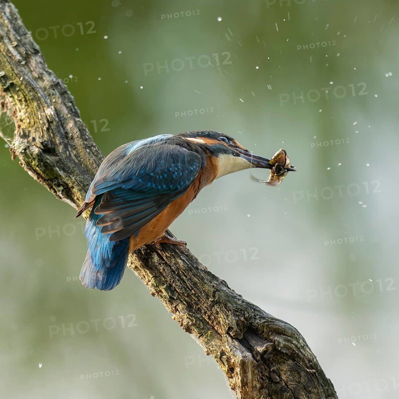 Kingfisher (Alcedo atthis) sitting on an old branch, perch, with tadpole prey in its beak, Lower Saxony, Germany
