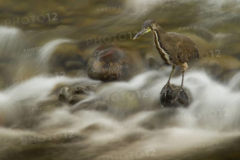 Fasciated tiger heron fishing at the end of the day in the Sarapiqui River in the lowland rainforests of Costa Rica. The heron's amazing concentration and stillness allowed me to shoot at long shutter speeds to blur the water while still rendering the bird sharp