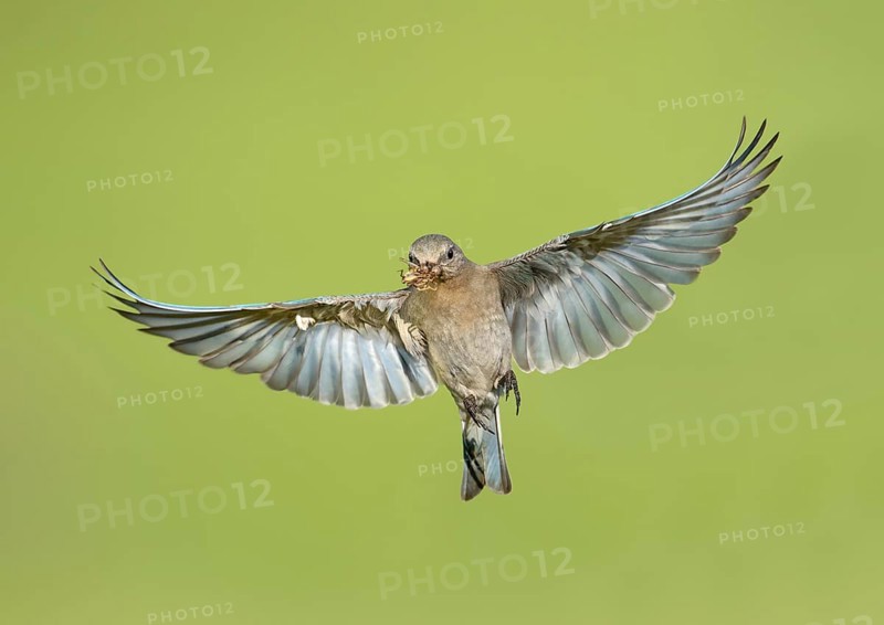 Mountain Bluebird (Sialia currucoides) female flying with food in its beak, British Columbia, Canada