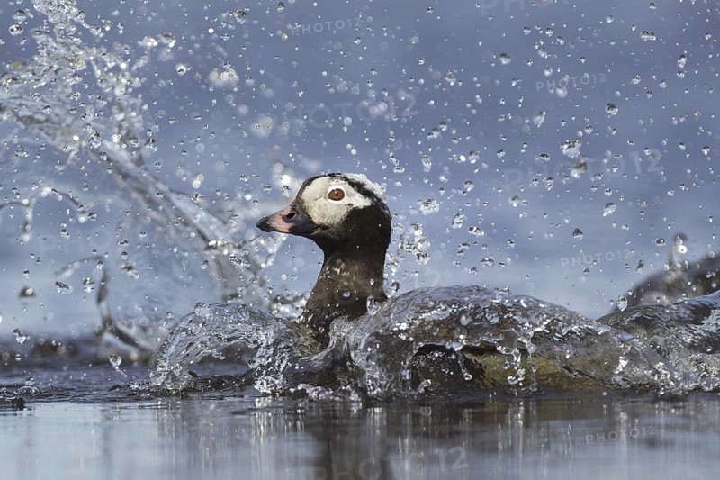 Long-tailed Duck (Clangula hyemalis) male bathing, Alaska, USA