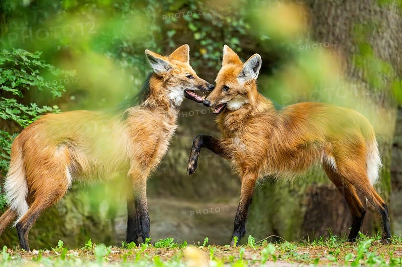 Two maned wolves (Chrysocyon brachyurus) playing with each other, arguing, Germany