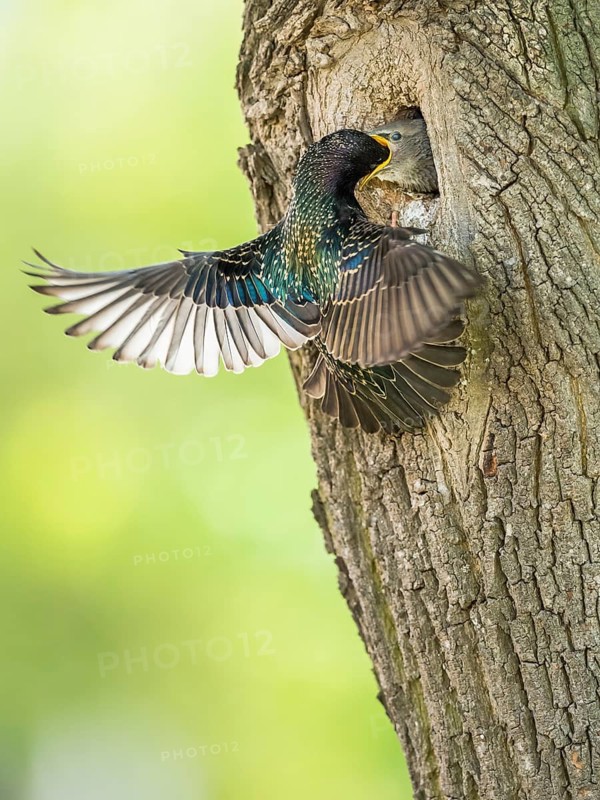 Common Starling (Sturnus vulgaris) feeding young in nest hole, Rhineland-Palatinate, Germany
