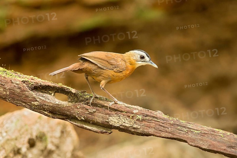 Black-capped Babbler (Pellorneum capistratum), Pahang, Malaysia