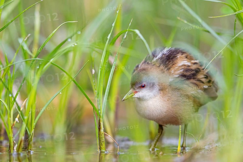 Little Crake, Little Crake, Small Crake, (Porzana parva), biotope, habitat, foraging, family of rails, waterfowl, waterbirds Lesvos, Greece