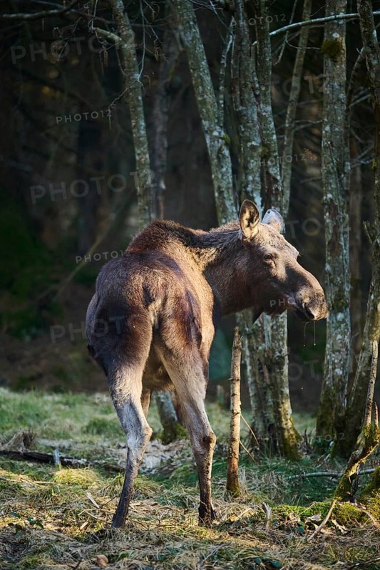 Elk (Alces alces) standing on a meadow on the edge of a forest, Bavaria, Germany