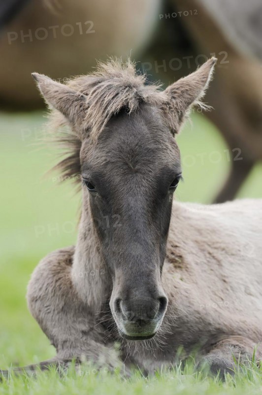 Dülmener Wildpferd, foal, Merfelder Bruch, Dülmen, North Rhine-Westphalia, Germany