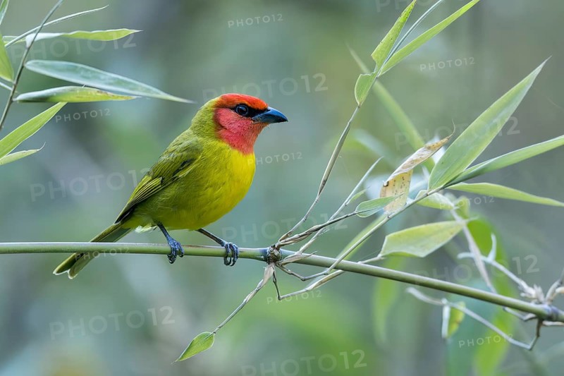 Red-headed Tanager (Piranga erythrocephala) perched on a branch in Oaxaca, Mexico