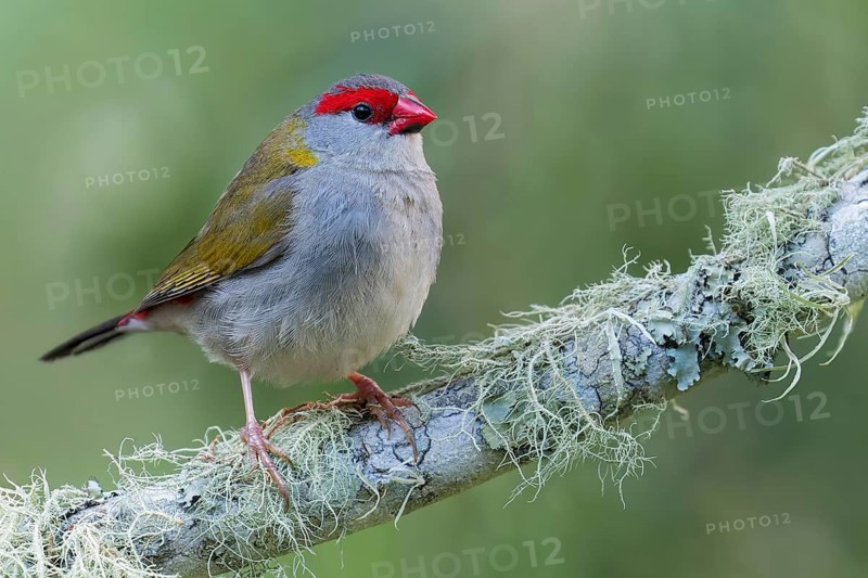 Red-browed Finch (Neochmia temporalis) perched on a branch in eastern Australia