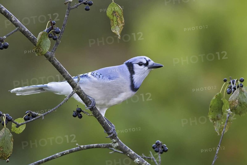 Blue Jay (Cyanocitta cristata), Ontario, Canada