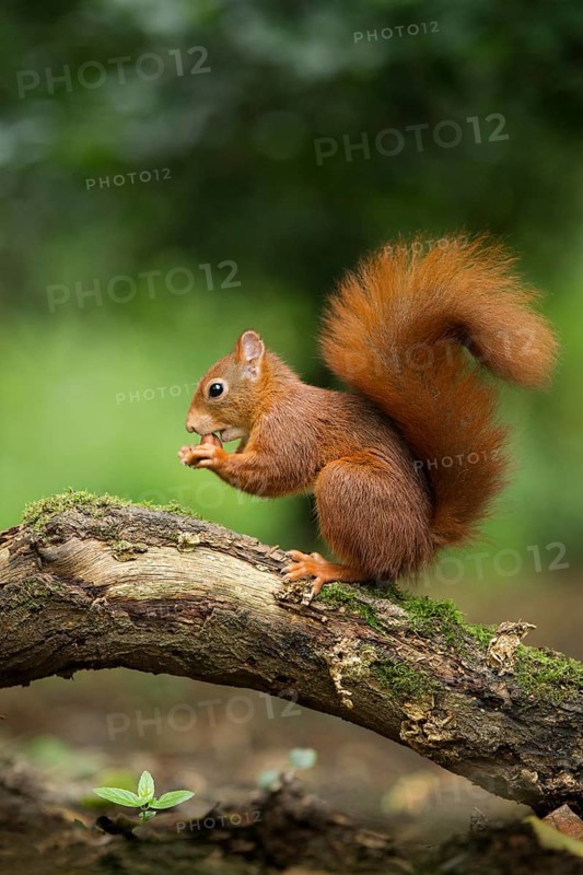 Eurasian Red Squirrel (Sciurus vulgaris) nibbling on hazelnut, Netherlands