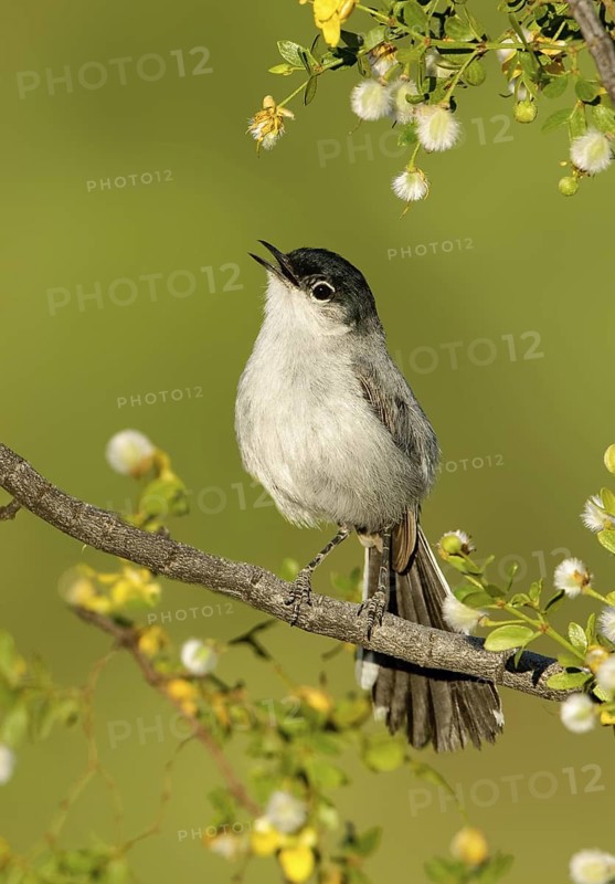Black-tailed Gnatcatcher (Polioptila melanura) singing, Arizona, USA