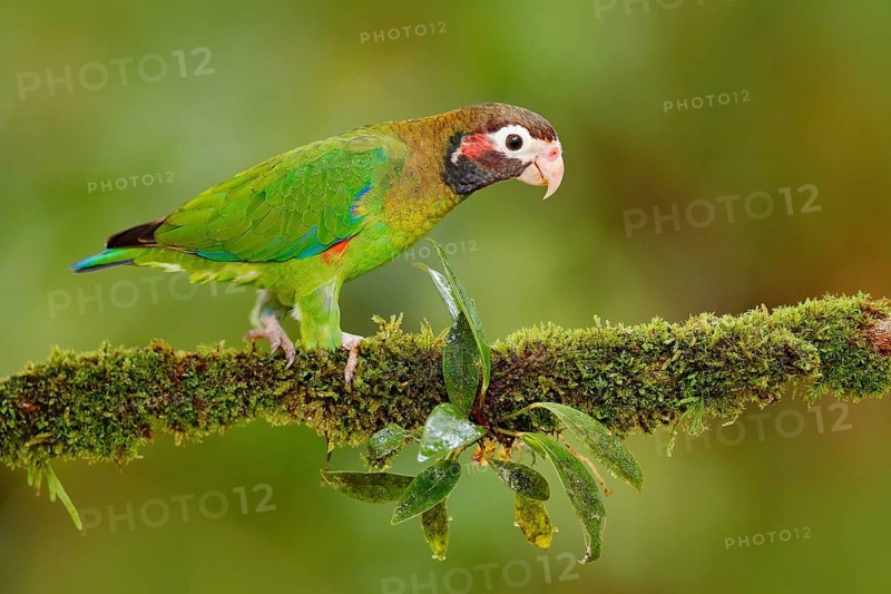 Brown-hooded Parrot, Pionopsitta haematotis, portrait of light green parrot with brown head, Costa Rica. Detail close-up portrait of bird. Bird from Central America. Wildlife scene from tropic nature