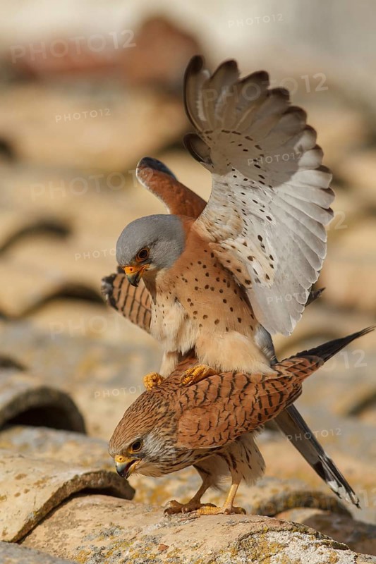 Lesser Kestrel (Falco naumanni), pair mating, Castile-La Mancha