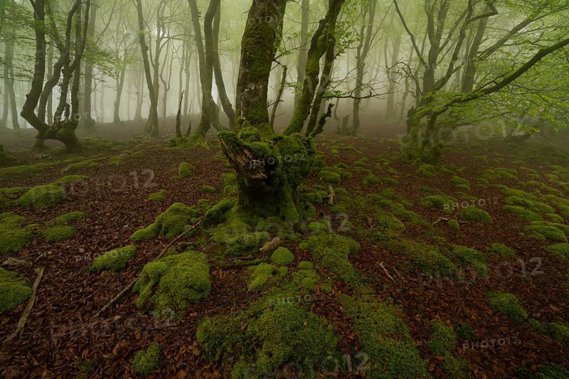 A magic forest scene with moss covered trees enveloped in morning fog in the Pyrenees. The green moss contrasts with the earthy tones of the fallen leaves. A tranquil, mystical atmosphere pervades