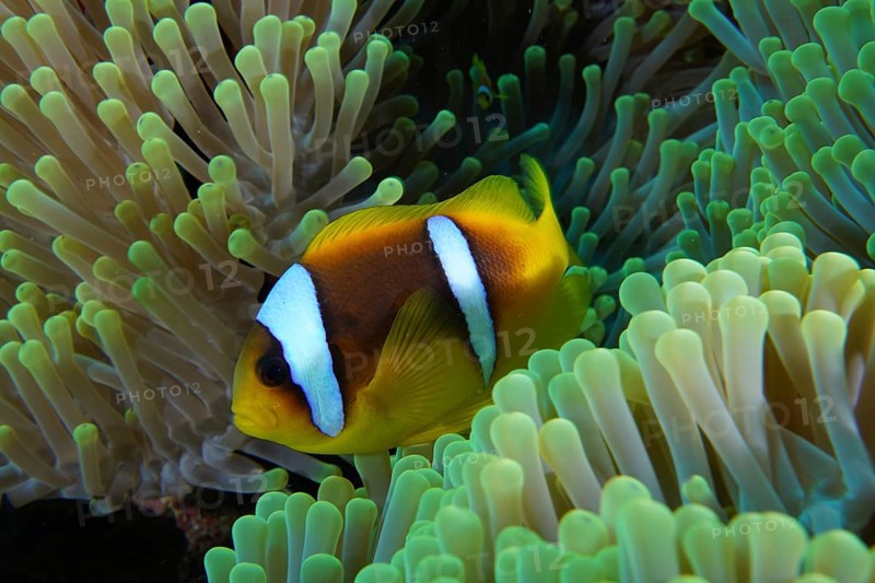 Red sea anemonefish (Amphiprion bicinctus)