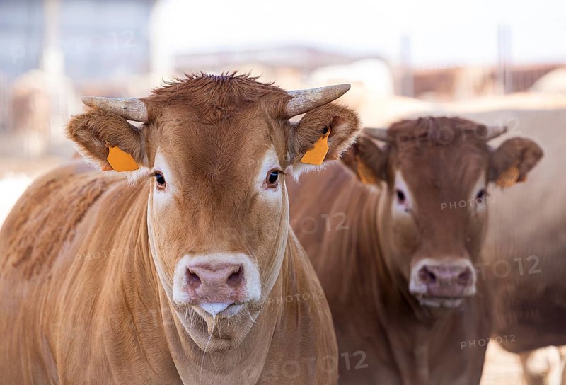 Blonde breed cattle, known as Rubia Gallega in Spanish, gather on a sunny day, displaying their distinct blonde coats and calm demeanor