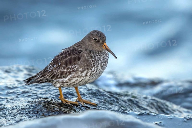 Purple Sandpiper (Calidris maritima), Mecklenburg-Western Pomerania, Germany