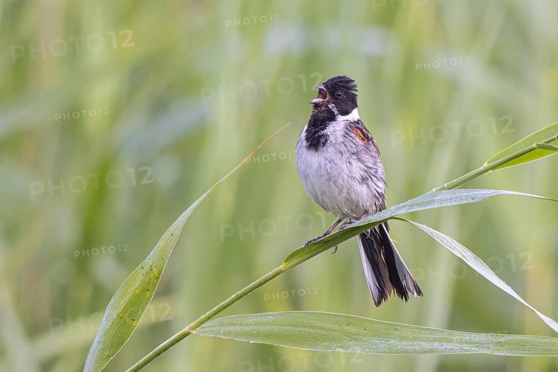 Common Reed Bunting (Emberiza schoeniclus) male singing, Netherlands
