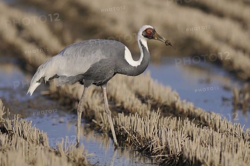 White-naped Crane (Antigone vipio) foraging, Arasaki, Japan