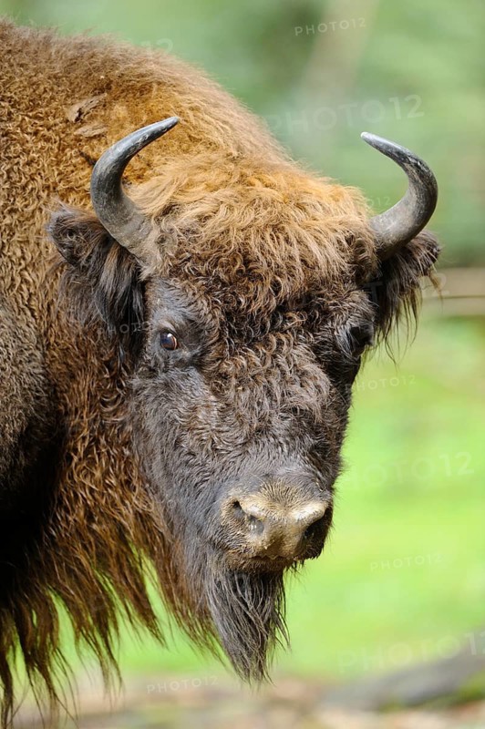 Bison in the forest with bushy fur and horns, dense foliage in the background, bison (Bos bonasus), Bavarian Forest National Park