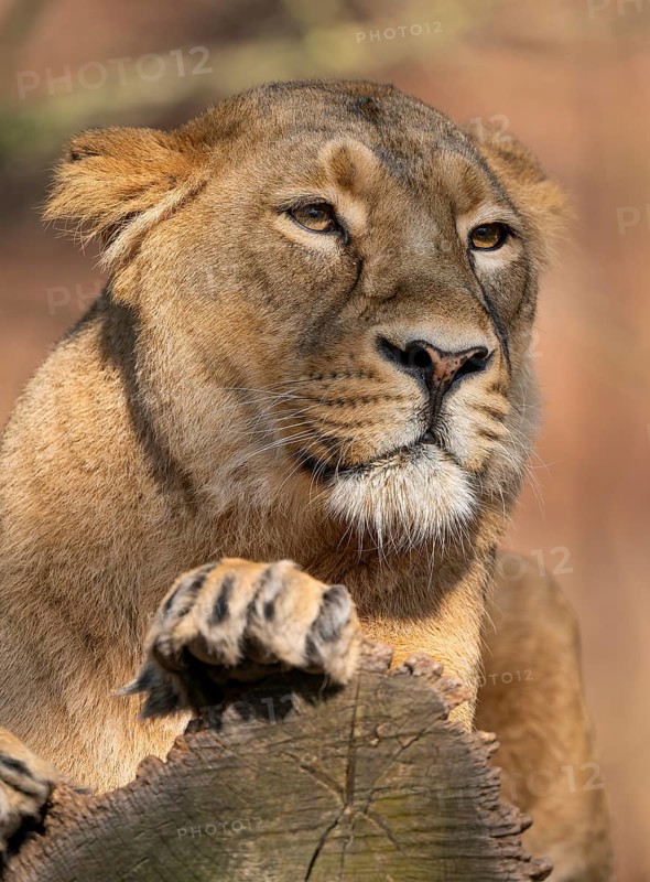 Asiatic Lion (Panthera leo persica), female, portrait, occurring in India, captive