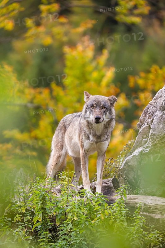 A Eurasian gray wolf (Canis lupus lupus) stands, framed by leaves, on a hill between rocks and rotting tree trunks. Behind it lies a forest in intense autumn colors