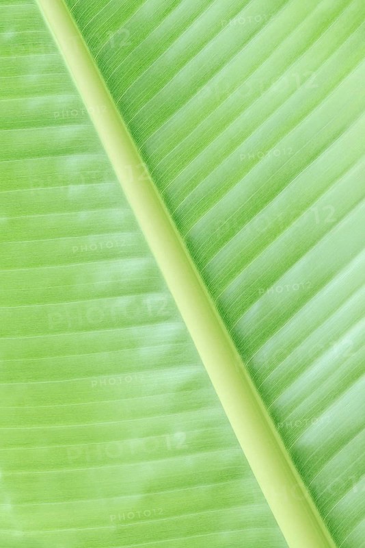 Ornamental banana or Abyssinian banana (Ensete ventricosum), leaf detail, ornamental plant, North Rhine-Westphalia, Germany