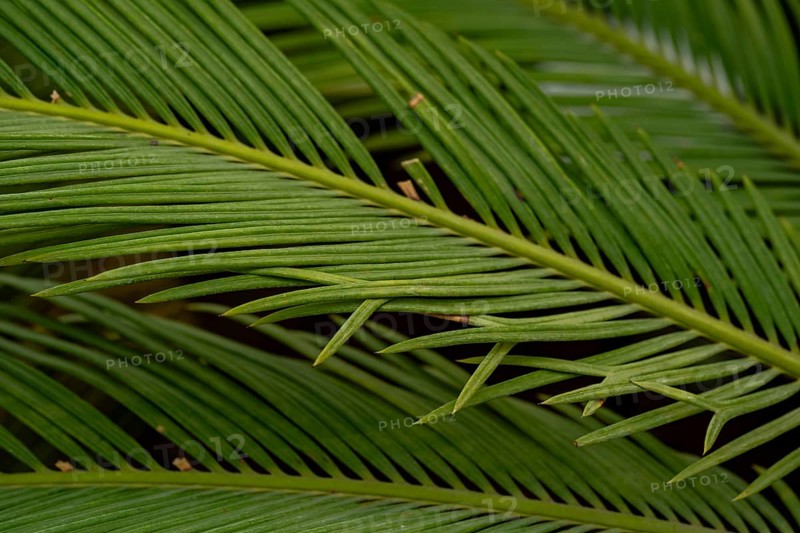 Detailed close-up of lush green cycad leaves, showcasing their symmetrical pattern and rich texture. The image captures the natural beauty and intricate structure of the plan
