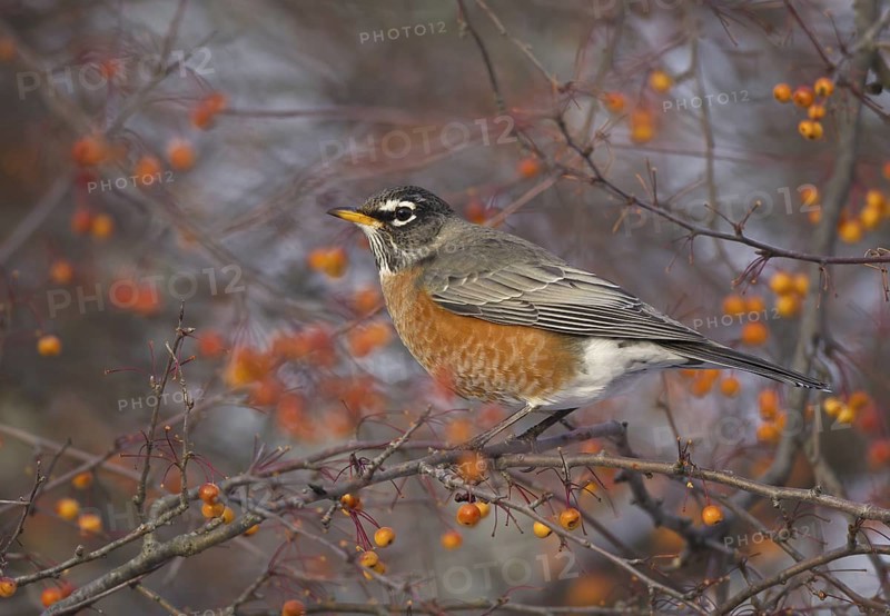 American Robin (Turdus migratorius), Ohio, USA