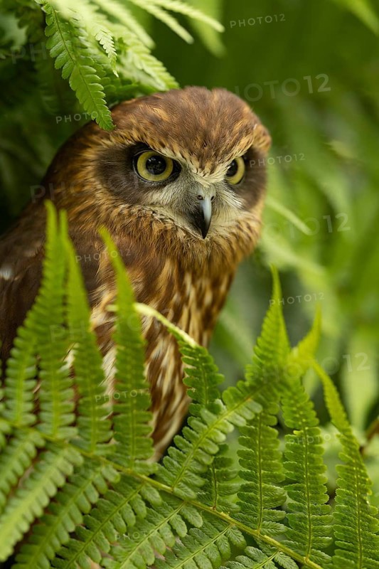 Morepork (Ninox novaeseelandiae), captive, Germany
