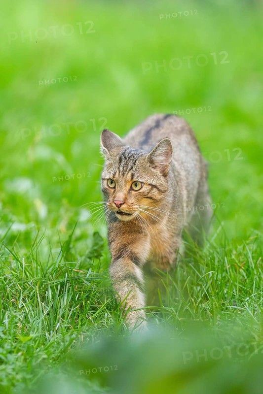 European wildcat (Felis silvestris silvestris) on a meadow, Hesse, Germany