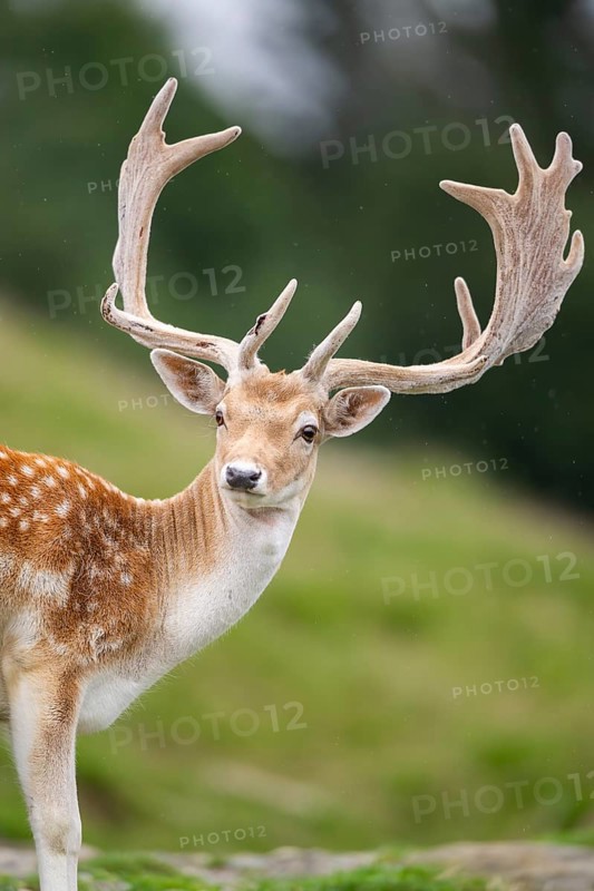 European fallow deer (Dama dama) stag, portrait, tirol, Kitzbühel, Wildpark Aurach, Austria