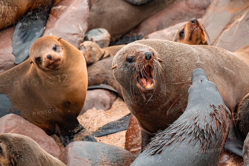 Male fur seals fighting for territory, Cape fur seal (Arctocephalus pusillus), Cape Cross, Atlantic coast, Namibia