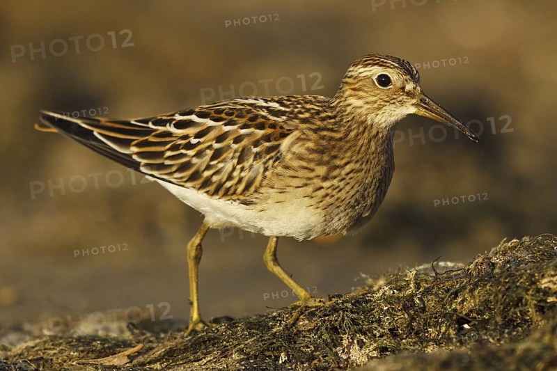 Pectoral Sandpiper (Calidris melanotos), Asturias, Spain