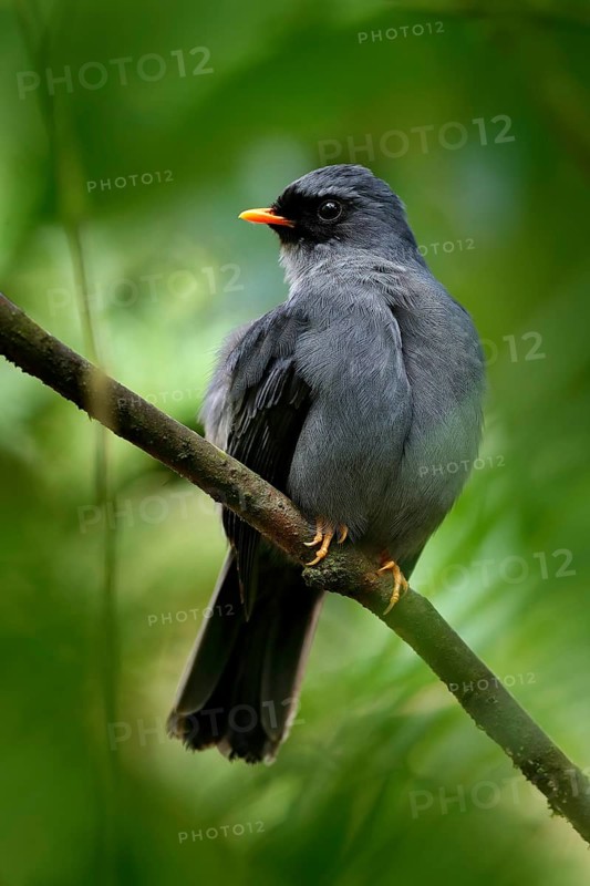 Black-faced Solitaire, Myadestes melanops, sitting on the green moss branch. Tropic bird in the nature habitat. Wildlife in Costa Rica. Mountain bird in the dark green forest, clear background