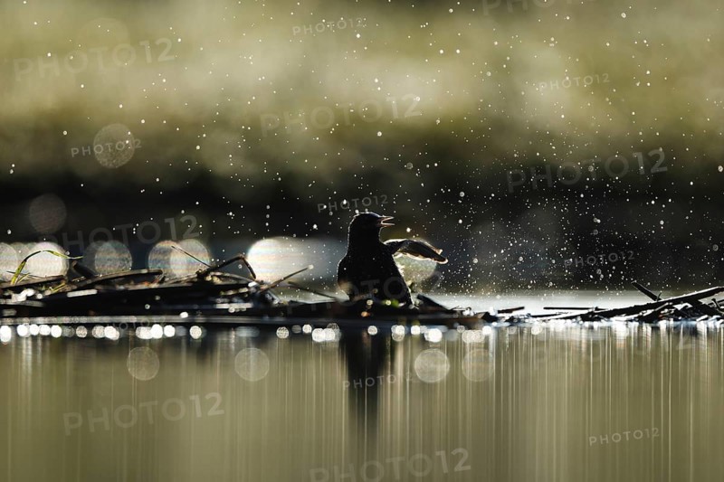 A common starling splashes playfully in water, creating dramatic droplets in Puebla de BeleÃ±a, Spain, against a blurred background, capturing the essence of nature