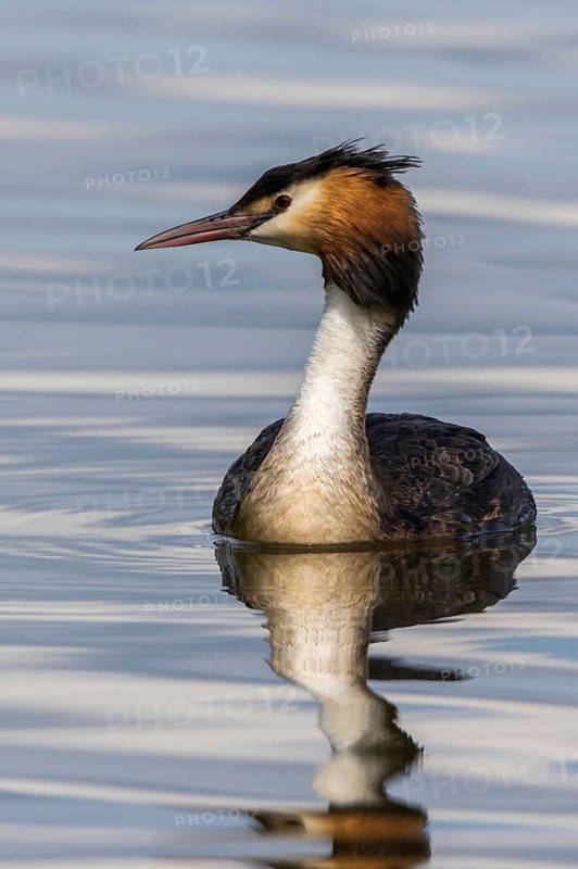 Great Crested Grebe (Podiceps cristatus), Mecklenburg-Western Pomerania, Germany