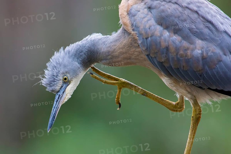 White-faced Heron (Egretta novaehollandiae) juvenile scratching, Victoria, Australia