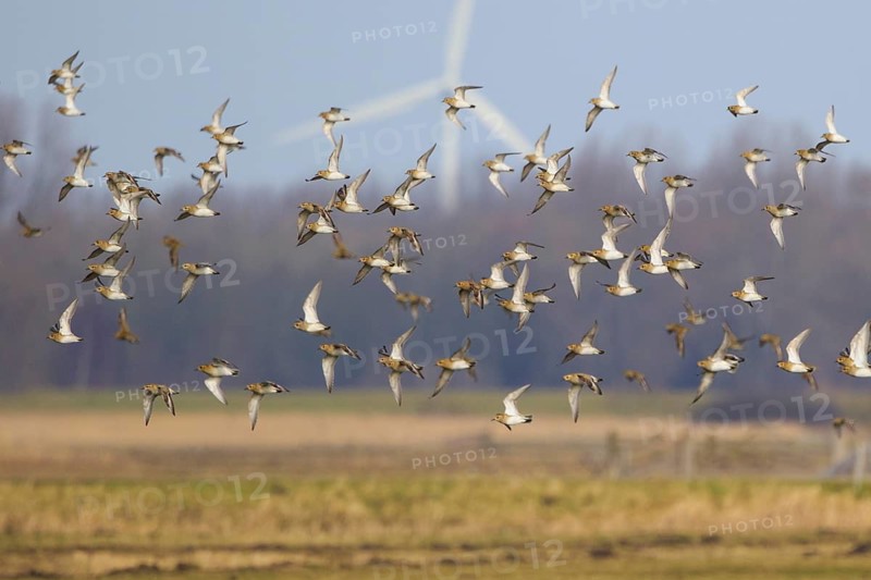 European Golden Plover (Pluvialis apricaria) flock flying, Netherlands