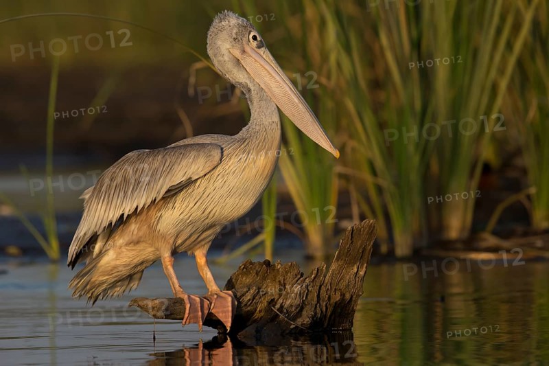 Pink-backed Pelican (Pelecanus rufescens) juvenile, Nechisar National Park, Ethiopia
