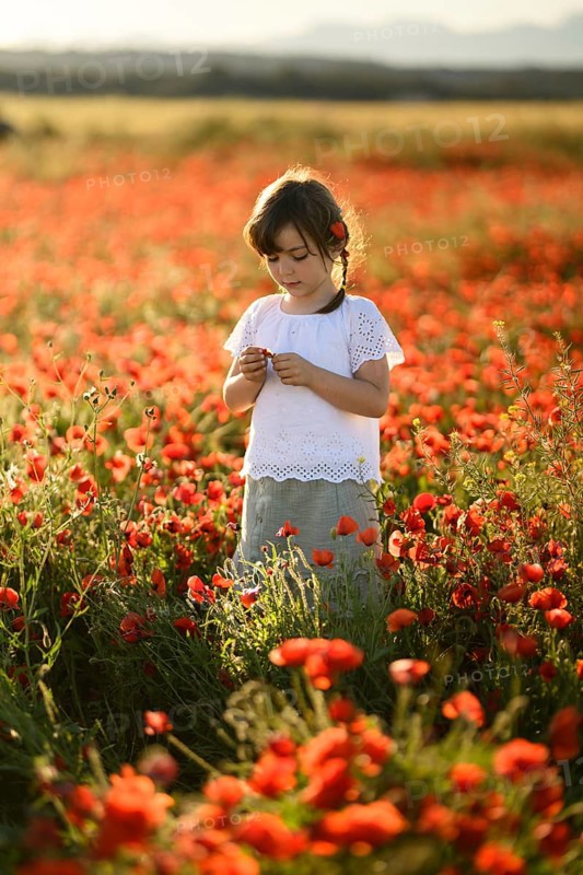 A young girl gently holds a flower while standing amidst a lush field of Papaver rhoeas, commonly known as the common poppy or red poppy. The warm sunlight bathes the scene, highlighting the vivid red of the blooms and the innocence of childhood