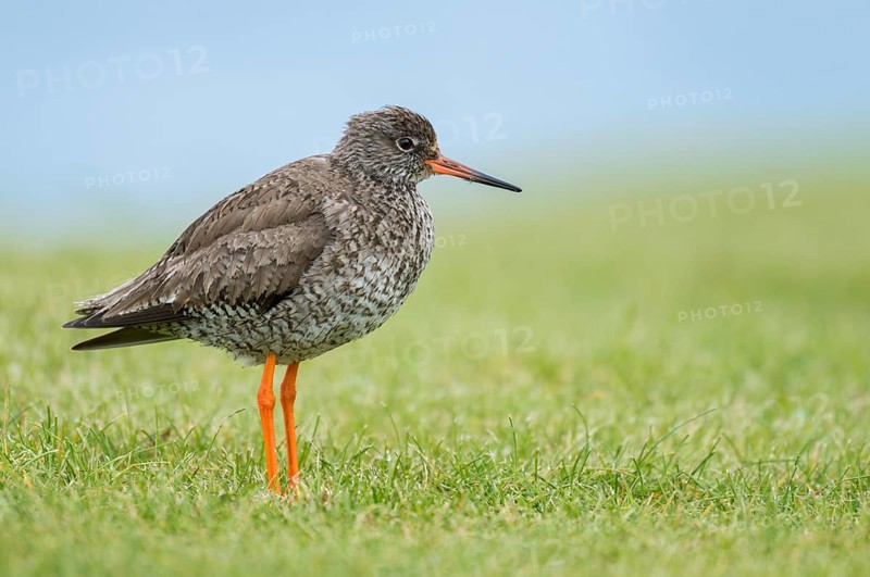 Common Redshank (Tringa totanus) on ground, Iceland