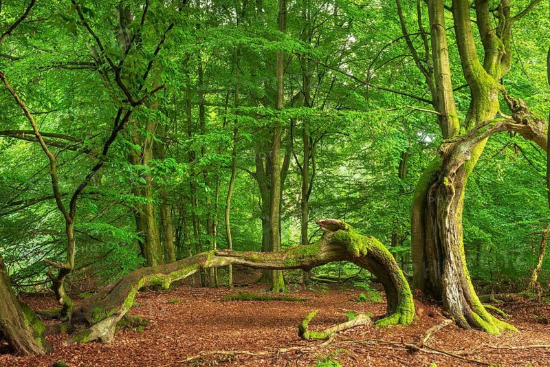 Split beech with moss-covered roots in a former Hutewald, Reinhardswald, Sababurg Primeval Forest, Hesse, Germany