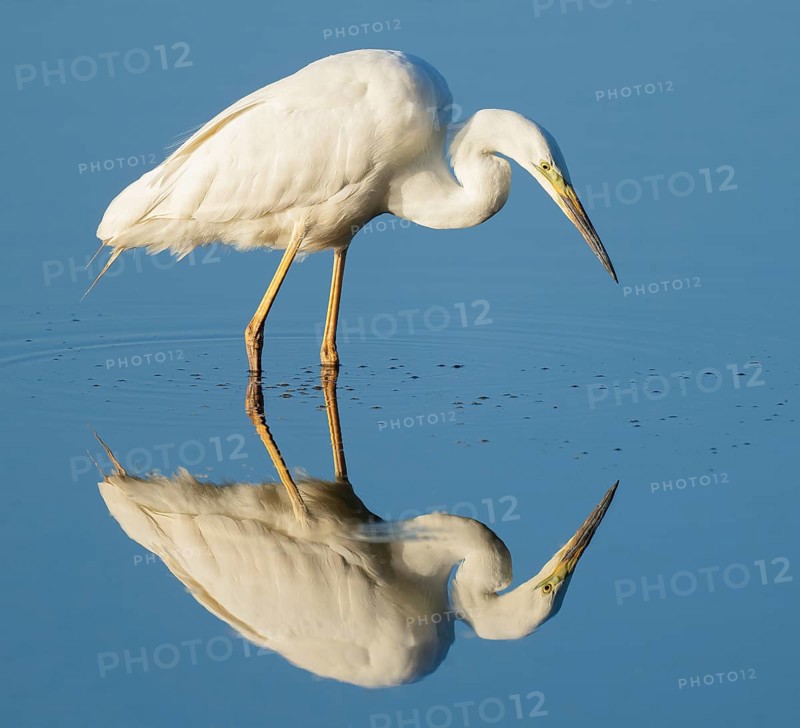 Great White Egret (Ardea alba) foraging in the shallow water zone of a lake, blue water, Lower Saxony, Germany