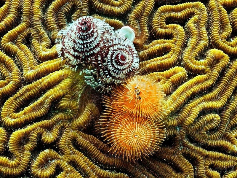 Christmas tree worm (Spirobranchus giganteus)