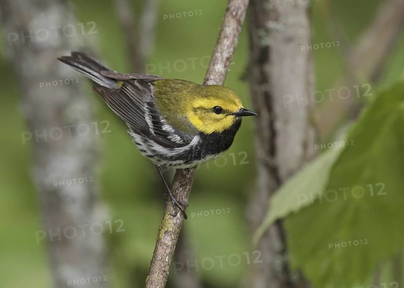 Black-throated Green Warbler (Setophaga virens) male, Minnesota, USA