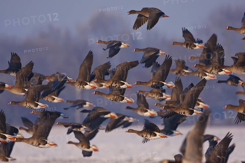 Greater White-fronted Goose & Taiga Bean Goose (Anser albifrons & Anser fabalis) flying, North Rhine-Westphalia, Germany