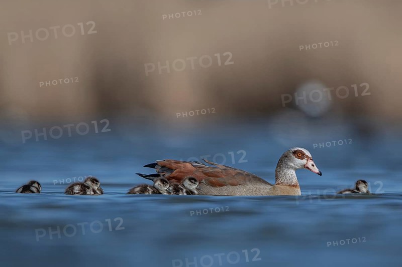 Egyptian Goose (Alopochen aegyptiaca) with chicks, Schleswig-Holstein, Germany