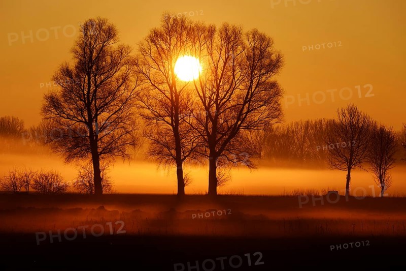 Tree against light, sunrise, silhouette, landscape, Bavaria, Federal Republic of Germany, Allgäu, Bavaria, Federal Republic of Germany